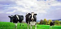 three spotted black and white cows on a diary farm